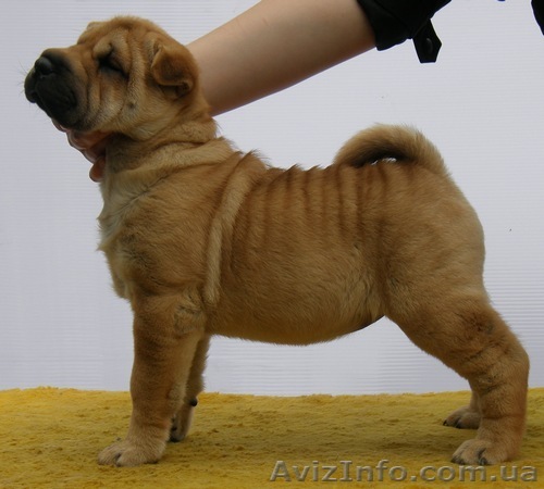 шар-пея щенки различных окрасов от титулованных производителей - <ro>Изображение</ro><ru>Изображение</ru> #1, <ru>Объявление</ru> #50385