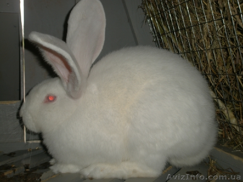 Кролики акселераты по системе Михайлова - <ro>Изображение</ro><ru>Изображение</ru> #1, <ru>Объявление</ru> #80314