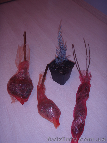 Продам саженцы малины.смородины,туи,плодовых - <ro>Изображение</ro><ru>Изображение</ru> #1, <ru>Объявление</ru> #137863