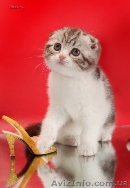 Шотландский вислоухий котенок – лучший подарок  - <ro>Изображение</ro><ru>Изображение</ru> #1, <ru>Объявление</ru> #196630