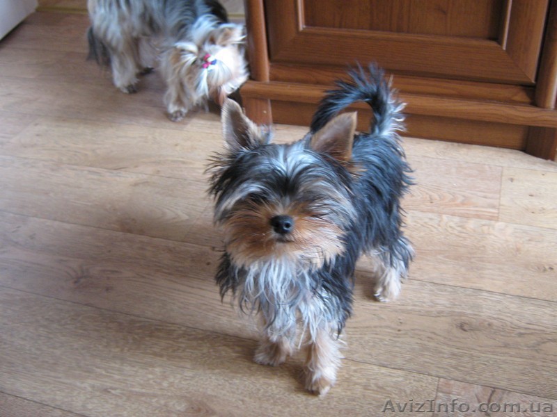 Чудесный щенок йорк -лучший - <ro>Изображение</ro><ru>Изображение</ru> #1, <ru>Объявление</ru> #202351