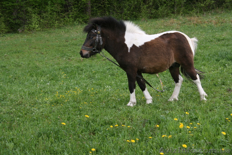 Пони жеребец возраст три года - <ro>Изображение</ro><ru>Изображение</ru> #1, <ru>Объявление</ru> #323673