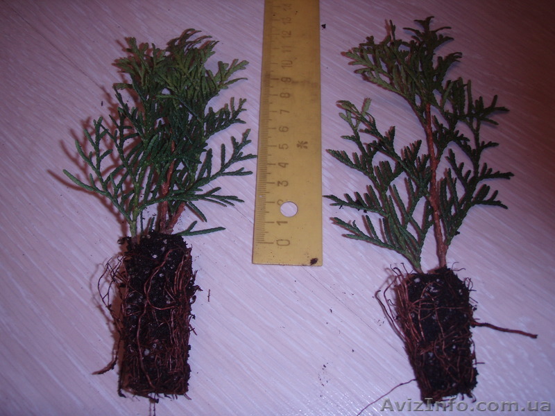 Саженцы туи Смарагд - <ro>Изображение</ro><ru>Изображение</ru> #1, <ru>Объявление</ru> #337813