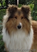 Колли щенки 3000грн. - <ro>Изображение</ro><ru>Изображение</ru> #1, <ru>Объявление</ru> #356644