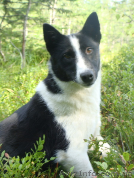 цуценята русько-європейської лайки - <ro>Изображение</ro><ru>Изображение</ru> #1, <ru>Объявление</ru> #375068