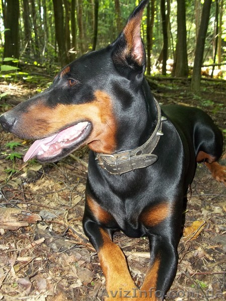 продам щенков добермана - <ro>Изображение</ro><ru>Изображение</ru> #1, <ru>Объявление</ru> #439445