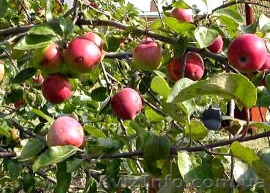 Саджанці для Вашого саду  - <ro>Изображение</ro><ru>Изображение</ru> #1, <ru>Объявление</ru> #494148