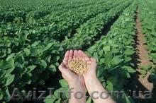 Покупаю сою с элеваторов и хозяйств - <ro>Изображение</ro><ru>Изображение</ru> #1, <ru>Объявление</ru> #826652