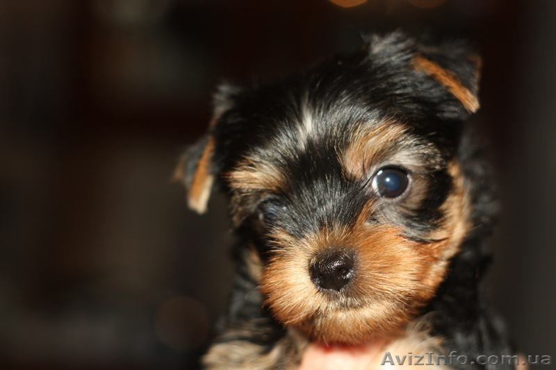 цуценята йоркширського терєра - <ro>Изображение</ro><ru>Изображение</ru> #1, <ru>Объявление</ru> #866295