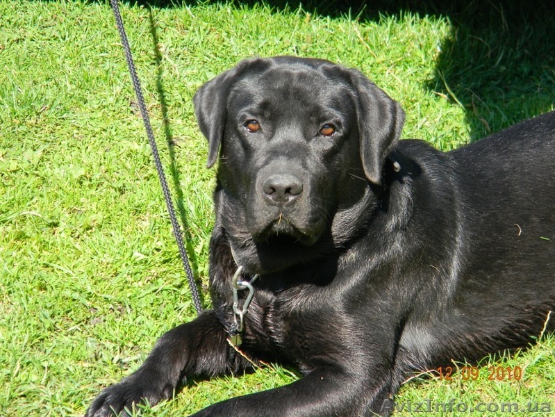 Лабрадор ретрівер для вязки - <ro>Изображение</ro><ru>Изображение</ru> #1, <ru>Объявление</ru> #868388