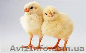 Продам підрощені курчата та каченята - <ro>Изображение</ro><ru>Изображение</ru> #1, <ru>Объявление</ru> #908936