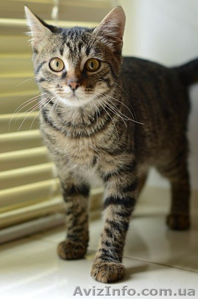 Котенок ищет дом - <ro>Изображение</ro><ru>Изображение</ru> #1, <ru>Объявление</ru> #940561