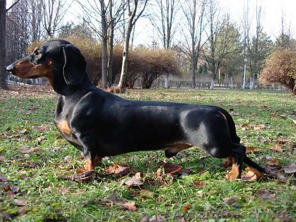 Приглашает на вязку - <ro>Изображение</ro><ru>Изображение</ru> #1, <ru>Объявление</ru> #940565