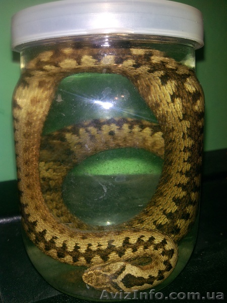 Змеиная настойка - <ro>Изображение</ro><ru>Изображение</ru> #1, <ru>Объявление</ru> #1073550