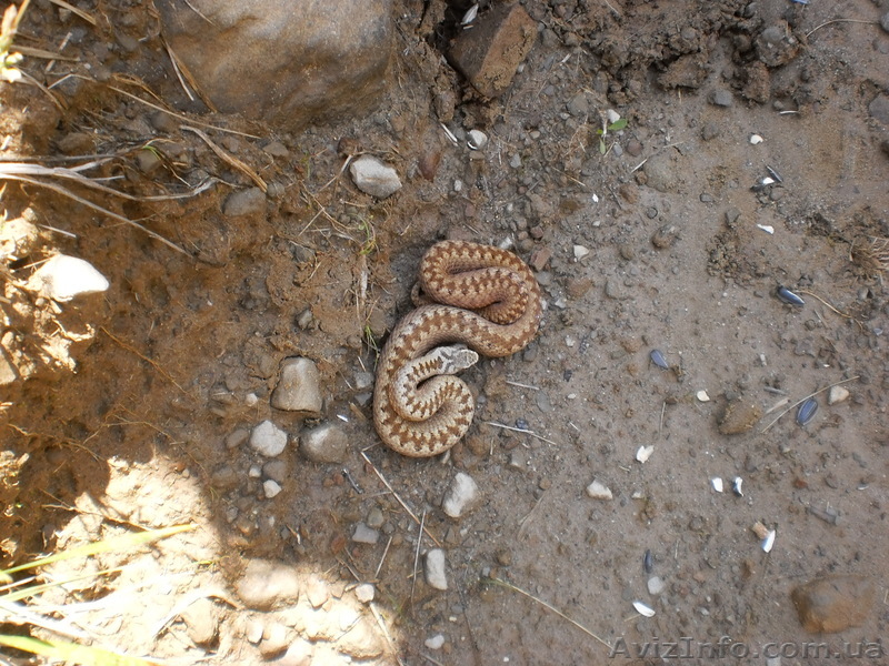 Змея Карпатская - <ro>Изображение</ro><ru>Изображение</ru> #1, <ru>Объявление</ru> #1073561
