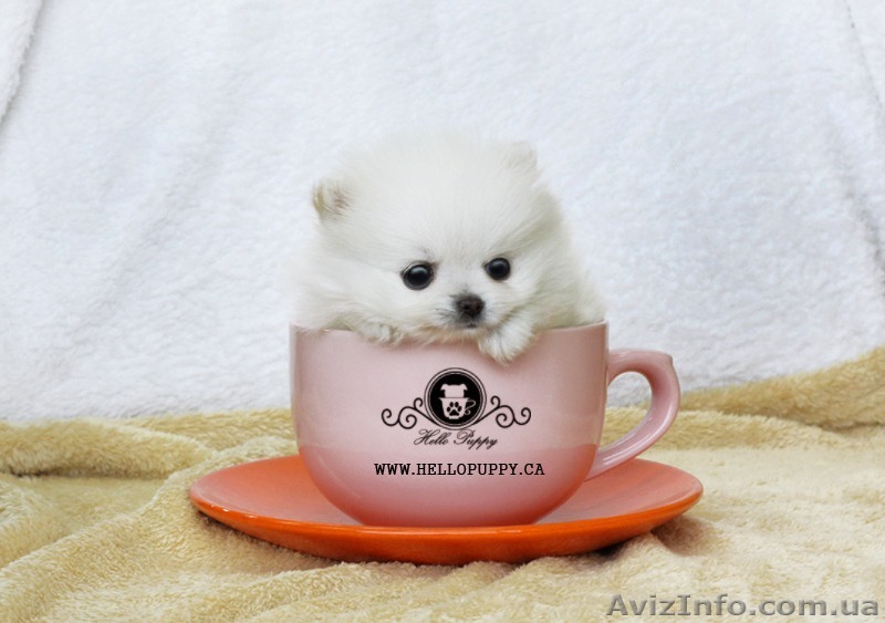 Шпиц белоснежный комочек снега - <ro>Изображение</ro><ru>Изображение</ru> #1, <ru>Объявление</ru> #1089902