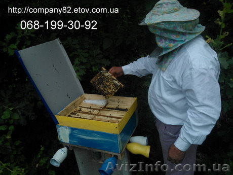 Бджолина матка плідна мічена Карпатка. Доставка по Україні - <ro>Изображение</ro><ru>Изображение</ru> #1, <ru>Объявление</ru> #1087068