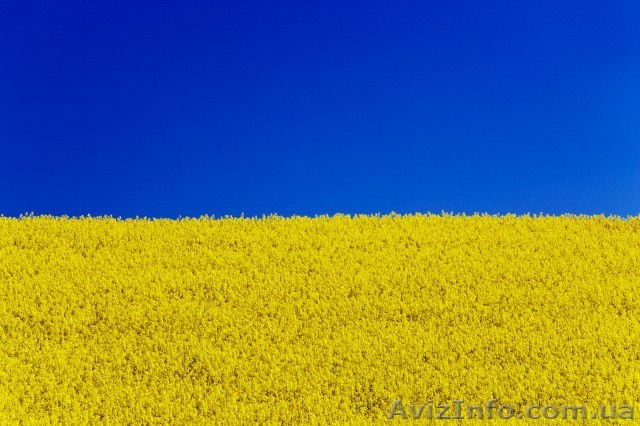 купим постоянно рапс, пшеницу, сою, кукурузу, ячмень, подсолнечник - <ro>Изображение</ro><ru>Изображение</ru> #1, <ru>Объявление</ru> #1110820