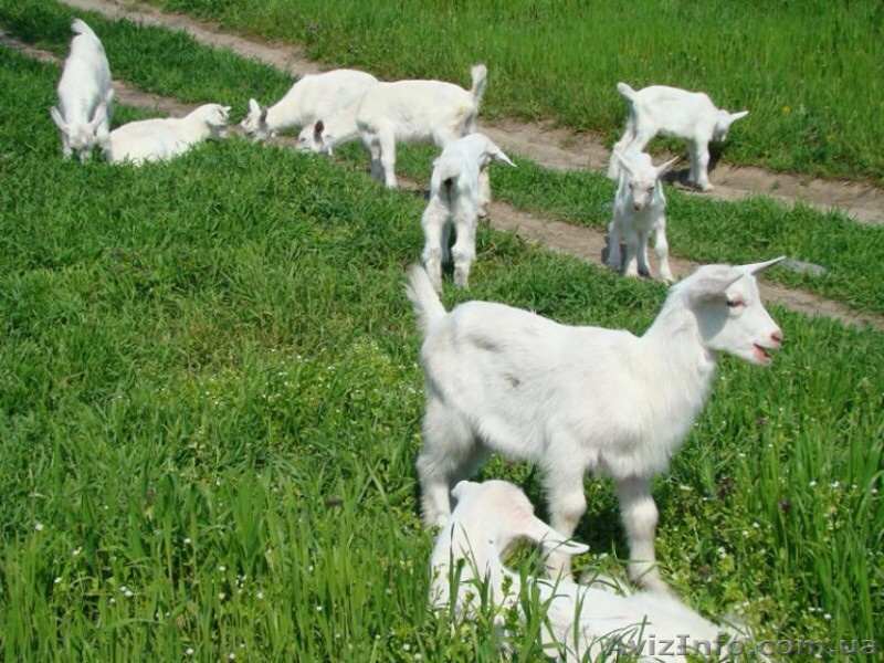 Козлята Заайнинской породы возраст 3 месяца . - <ro>Изображение</ro><ru>Изображение</ru> #1, <ru>Объявление</ru> #1266429