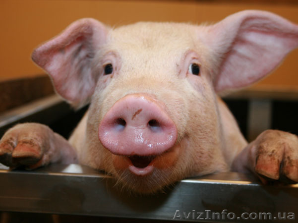 Продам домашню свиню - <ro>Изображение</ro><ru>Изображение</ru> #1, <ru>Объявление</ru> #1211259