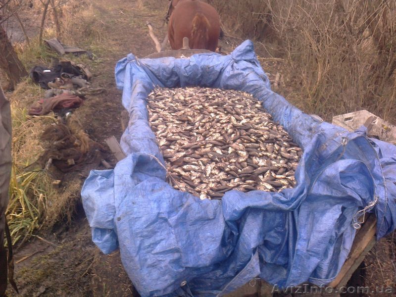 Продам мелкого и не очень карасика - <ro>Изображение</ro><ru>Изображение</ru> #1, <ru>Объявление</ru> #1326649