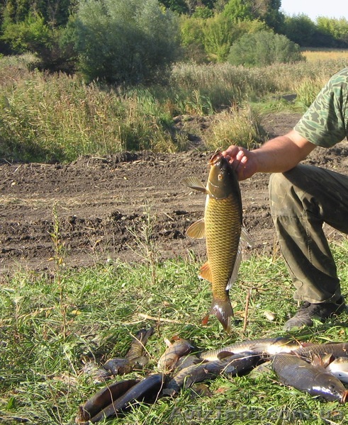 Продам живого карпа оптом и в розницу - <ro>Изображение</ro><ru>Изображение</ru> #1, <ru>Объявление</ru> #1326648