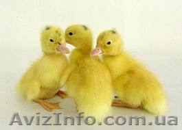 продам суточних утят муларда - <ro>Изображение</ro><ru>Изображение</ru> #1, <ru>Объявление</ru> #1368081