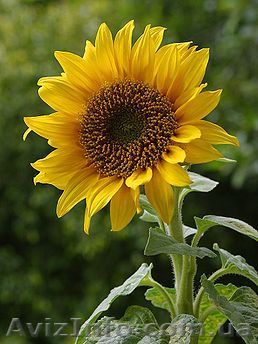 Дракон гібрид соняшнику - <ro>Изображение</ro><ru>Изображение</ru> #1, <ru>Объявление</ru> #1515373