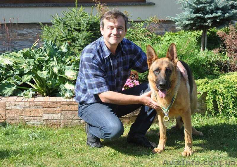 Кінолог з Коломиї,дресирування собак, он-лайн консультації - <ro>Изображение</ro><ru>Изображение</ru> #1, <ru>Объявление</ru> #1598837