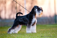 щенки цвергшнауцера, окрас - черный с серебром - <ro>Изображение</ro><ru>Изображение</ru> #2, <ru>Объявление</ru> #361774