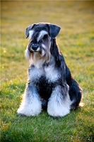 щенки цвергшнауцера, окрас - черный с серебром - <ro>Изображение</ro><ru>Изображение</ru> #3, <ru>Объявление</ru> #361774