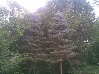 Голубые ели, Туи - <ro>Изображение</ro><ru>Изображение</ru> #1, <ru>Объявление</ru> #60139