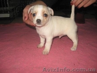 Чихуахуа,,Доставка - <ro>Изображение</ro><ru>Изображение</ru> #2, <ru>Объявление</ru> #121231