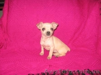 Чихуахуа,,Доставка - <ro>Изображение</ro><ru>Изображение</ru> #3, <ru>Объявление</ru> #121231