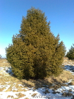 Продаж ялинок: голубі, дугласія, сосни різних розмірів від 1 до 8 метрів висоти. - <ro>Изображение</ro><ru>Изображение</ru> #2, <ru>Объявление</ru> #159007