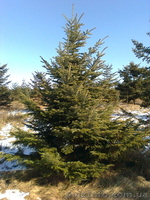 Продаж ялинок: голубі, дугласія, сосни різних розмірів від 1 до 8 метрів висоти. - <ro>Изображение</ro><ru>Изображение</ru> #3, <ru>Объявление</ru> #159007