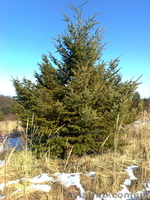 Продаж ялинок: голубі, дугласія, сосни різних розмірів від 1 до 8 метрів висоти. - <ro>Изображение</ro><ru>Изображение</ru> #4, <ru>Объявление</ru> #159007