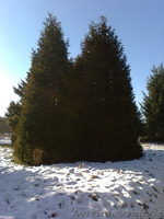 Продаж ялинок: голубі, дугласія, сосни різних розмірів від 1 до 8 метрів висоти. - <ro>Изображение</ro><ru>Изображение</ru> #5, <ru>Объявление</ru> #159007