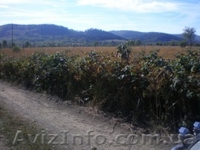 Земельный участок в Карпатах - <ro>Изображение</ro><ru>Изображение</ru> #2, <ru>Объявление</ru> #188314