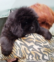 щенки ньюфаундленда в Киеве - <ro>Изображение</ro><ru>Изображение</ru> #2, <ru>Объявление</ru> #317986