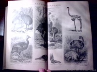 продаю энциклопедию Брокгауза и Эфрона - <ro>Изображение</ro><ru>Изображение</ru> #5, <ru>Объявление</ru> #347739