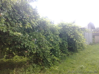 Дача в Підгірках  - <ro>Изображение</ro><ru>Изображение</ru> #1, <ru>Объявление</ru> #350722