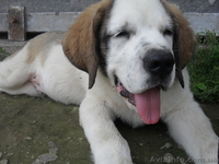 продам цуценят сенбернара - <ro>Изображение</ro><ru>Изображение</ru> #1, <ru>Объявление</ru> #348196