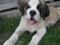 продам цуценят сенбернара - <ro>Изображение</ro><ru>Изображение</ru> #2, <ru>Объявление</ru> #348196