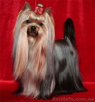 Кобель йоркширского терьера для вязки - <ro>Изображение</ro><ru>Изображение</ru> #1, <ru>Объявление</ru> #532647