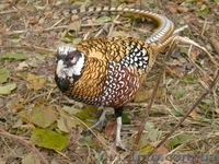 Фазани Куры Перепела - <ro>Изображение</ro><ru>Изображение</ru> #3, <ru>Объявление</ru> #574578