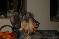 Щенки жесткошерстной таксы миниатюра, кролик - <ro>Изображение</ro><ru>Изображение</ru> #4, <ru>Объявление</ru> #613135