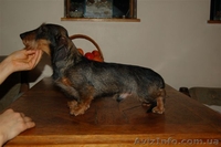 Щенки жесткошерстной таксы миниатюра, кролик - <ro>Изображение</ro><ru>Изображение</ru> #3, <ru>Объявление</ru> #613135