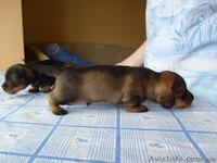Щенки жесткошерстной таксы миниатюра, кролик - <ro>Изображение</ro><ru>Изображение</ru> #1, <ru>Объявление</ru> #613135