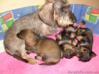 Щенки жесткошерстной таксы миниатюра, кролик - <ro>Изображение</ro><ru>Изображение</ru> #5, <ru>Объявление</ru> #613135